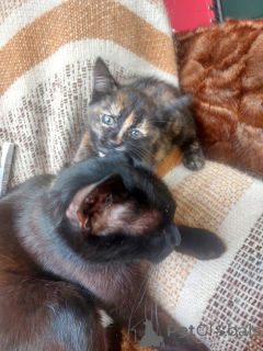 Foto №2 zu Ankündigung № 145511 zu verkaufen  - einkaufen Russische Föderation quotient 	ankündigung