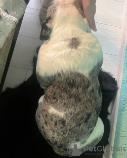 Foto №4. Ich werde verkaufen  in der Stadt Minsk.  - preis - verhandelt