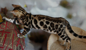 Zusätzliche Fotos: Leopardenmädchen