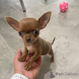 Foto №4. Ich werde verkaufen chihuahua in der Stadt Tampa. züchter - preis - verhandelt