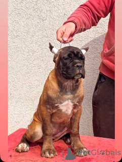 Foto №4. Ich werde verkaufen kanaan-hund in der Stadt Kragujevac.  - preis - verhandelt