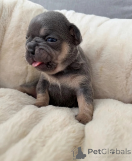 Foto №1. französische bulldogge - zum Verkauf in der Stadt Barcelona | 400€ | Ankündigung № 172865