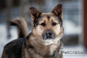 Foto №1. mischlingshund - zum Verkauf in der Stadt Москва | Frei | Ankündigung № 50095