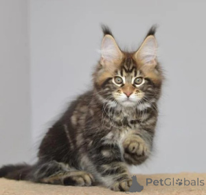 Foto №1. maine-coon-katze - zum Verkauf in der Stadt Dettenheim | 350€ | Ankündigung № 178155