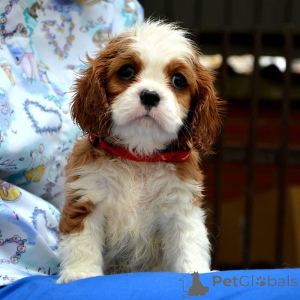 Foto №4. Ich werde verkaufen cavalier king charles spaniel in der Stadt Vilovo. züchter - preis - verhandelt