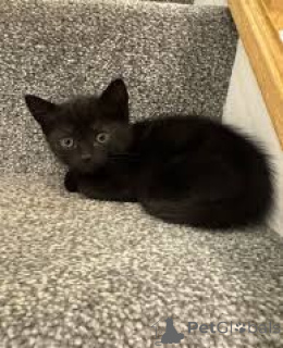 Foto №2 zu Ankündigung № 166341 zu verkaufen bombay-katze - einkaufen Finnland quotient 	ankündigung, züchter