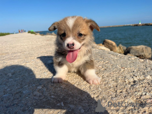 Zusätzliche Fotos: Ich verkaufe Pembroke-Corgi-Welpen