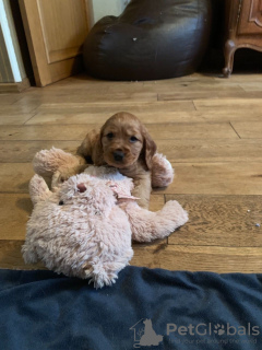 Foto №3. American Cocker Spaniel-Welpen mit Stammbaum, bereit für ein liebevolles Zuhause. Schweiz