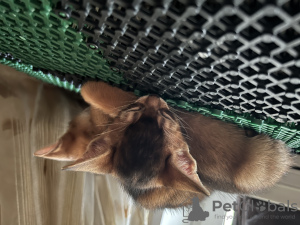 Zusätzliche Fotos: Zertifizierte Zucht von Abessinier-Kätzchen