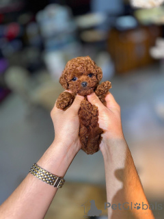 Foto №2 zu Ankündigung № 175583 zu verkaufen pudel (toy) - einkaufen Griechenland züchter