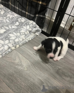 Foto №1. jack russell terrier - zum Verkauf in der Stadt Helsinki | 600€ | Ankündigung № 172180