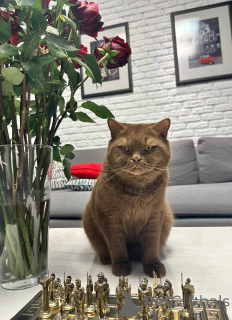 Foto №2 zu Ankündigung № 165886 zu verkaufen britisch kurzhaar - einkaufen Deutschland züchter