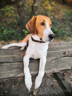 Zusätzliche Fotos: Russische Jagdhundwelpen. Wir sind anderthalb Monate alt.