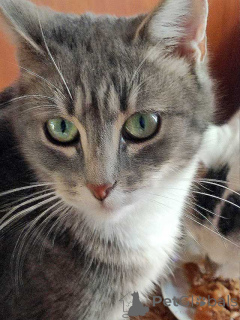 Foto №1.  - zum Verkauf in der Stadt St. Petersburg | Frei | Ankündigung № 156355