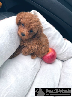 Foto №4. Ich werde verkaufen maltipu in der Stadt Riga. quotient 	ankündigung, züchter - preis - Frei