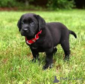 Foto №2 zu Ankündigung № 166964 zu verkaufen labrador retriever - einkaufen Frankreich quotient 	ankündigung, züchter