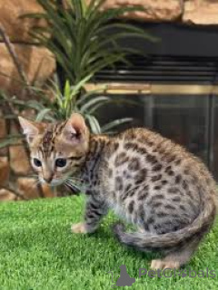 Foto №2 zu Ankündigung № 164670 zu verkaufen ocicat - einkaufen Finnland quotient 	ankündigung, züchter