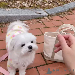 Foto №2 zu Ankündigung № 165346 zu verkaufen malteser - einkaufen Finnland quotient 	ankündigung, züchter