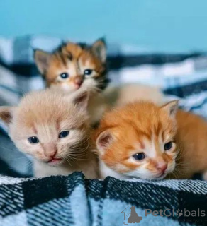 Foto №1. siamkatze - zum Verkauf in der Stadt Helsinki | 291€ | Ankündigung № 160940