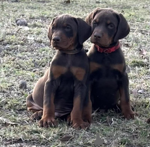 Foto №4. Ich werde verkaufen dobermann in der Stadt Aiola. züchter - preis - verhandelt
