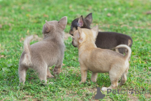Foto №2 zu Ankündigung № 159423 zu verkaufen chihuahua - einkaufen Belgien quotient 	ankündigung
