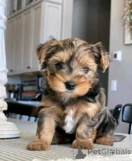 Foto №3. Yorkie Welpen zur Adoption. Deutschland