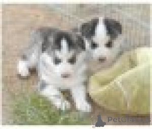 Foto №2 zu Ankündigung № 160989 zu verkaufen siberian husky - einkaufen Österreich quotient 	ankündigung