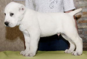 Foto №3. Wir bieten einen sehr schönen männlichen Alabai (SAO) an !!!. Russische Föderation