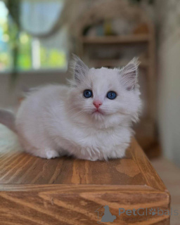 Foto №2 zu Ankündigung № 165047 zu verkaufen ragdoll-katze - einkaufen Deutschland quotient 	ankündigung, züchter