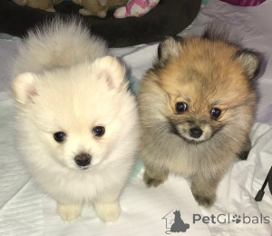 Foto №3. Preciosos cachorros de Pomerania en venta. Spanien