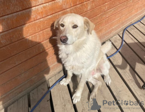 Foto №2 zu Ankündigung № 68852 zu verkaufen mischlingshund - einkaufen Russische Föderation quotient 	ankündigung
