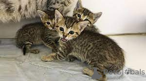 Foto №2 zu Ankündigung № 165930 zu verkaufen ägyptische mau - einkaufen Frankreich quotient 	ankündigung, züchter