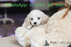 Foto №3. Dean Janet Kay Welpen Haus. USA