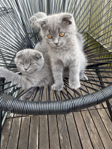 Foto №2 zu Ankündigung № 174071 zu verkaufen schottische faltohrkatze - einkaufen Deutschland quotient 	ankündigung