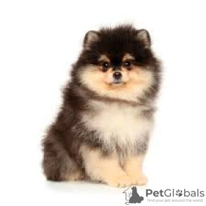 Foto №2 zu Ankündigung № 110488 zu verkaufen german spitz, pommersche spitz, finnischer spitz - einkaufen Russische Föderation quotient 	ankündigung, züchter