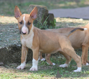 Zusätzliche Fotos: Standard-Bullterrier-Welpen