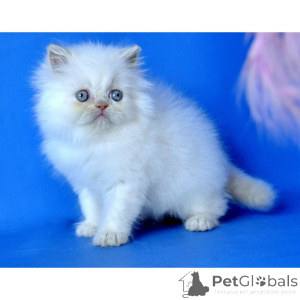 Foto №1. perserkatze - zum Verkauf in der Stadt Chesterfield | 350€ | Ankündigung № 174388
