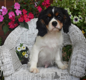 Foto №2 zu Ankündigung № 157997 zu verkaufen cavalier king charles spaniel - einkaufen Italien quotient 	ankündigung