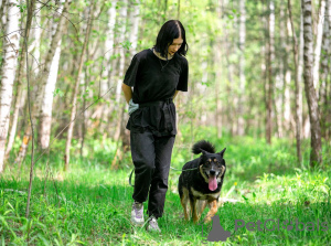 Foto №4. Ich werde verkaufen mischlingshund in der Stadt Москва. quotient 	ankündigung - preis - Frei