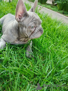 Foto №1. französische bulldogge - zum Verkauf in der Stadt Srbobran | verhandelt | Ankündigung № 98555