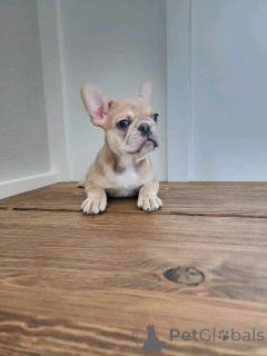 Foto №3. Vier Französische Bulldoggen-Welpen. Französische Bulldoggen-Welpen, die bereit. Tschechische Republik