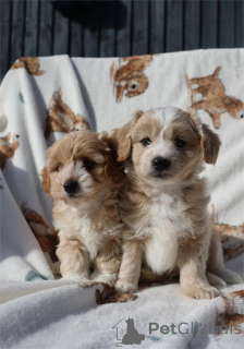 Foto №1. maltipu - zum Verkauf in der Stadt Esseln am Neckar | 350€ | Ankündigung № 154316