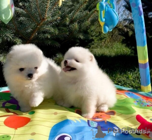 Foto №1. pommersche spitz - zum Verkauf in der Stadt Amstetten | 450€ | Ankündigung № 149617