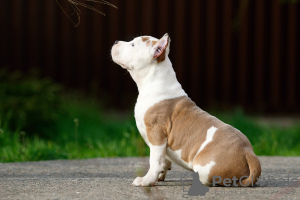 Zusätzliche Fotos: Welpe Staffordshire-Terrier