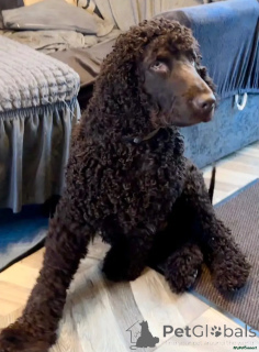 Foto №1. irish water spaniel - zum Verkauf in der Stadt Wentorf Bei Hamburg | 580€ | Ankündigung № 175730