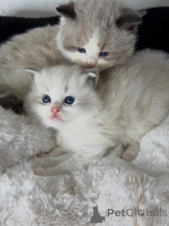 Foto №1. ragdoll-katze - zum Verkauf in der Stadt Amsterdamscheveld | verhandelt | Ankündigung № 157135