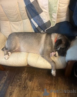 Foto №3. auf der Suche nach ihrem Zuhause für immer! Tom Royal Zwinger, wo die Liebe. Deutschland