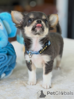 Foto №3. Entzückender Chihuahua-Welpe zur Adoption verfügbar. Deutschland