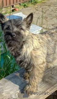 Foto №2 zu Ankündigung № 162440 zu verkaufen cairn terrier - einkaufen Serbien 