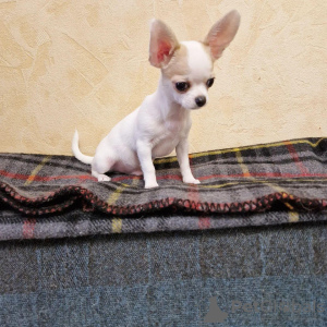 Foto №3. Mini-Chihuahua-Welpen zu verkaufen. USA